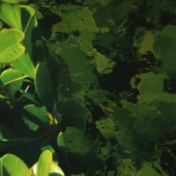 Window Illusions VIII | ASK902(Window Illusions Viii Ask902 D Ask902)